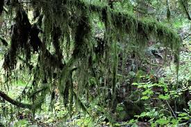 Attēlu rezultāti vaicājumam “Isothecium myosuroides sporophyte”