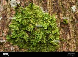 Attēlu rezultāti vaicājumam “Lejeunea cavifolia”