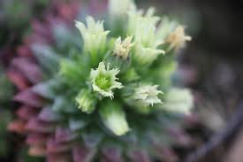 Attēlu rezultāti vaicājumam “Jovibarba globifera flower”