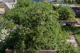 Afbeeldingsresultaat voor principe borghese tomato