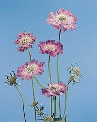Image result for scabiosa caucasica