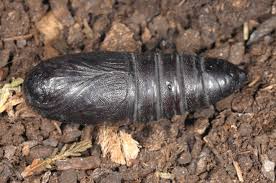 Attēlu rezultāti vaicājumam “Peridea anceps”