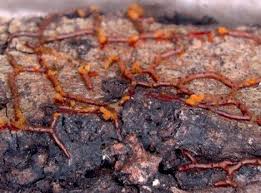 Attēlu rezultāti vaicājumam “Willkommlangea reticulata”