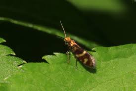 Attēlu rezultāti vaicājumam “Micropterix aureatella”