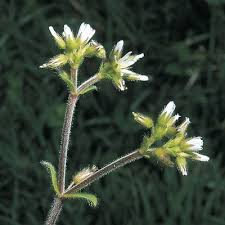 Attēlu rezultāti vaicājumam “Cerastium sylvaticum”