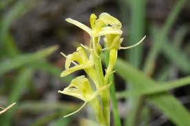 Attēlu rezultāti vaicājumam “Liparis loeselii bud”