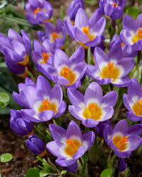 Attēlu rezultāti vaicājumam “Crocus”