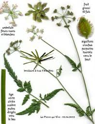 Attēlu rezultāti vaicājumam “Torilis japonica fruit”