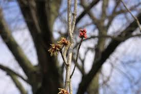 Attēlu rezultāti vaicājumam “Acer saccharinum flower”