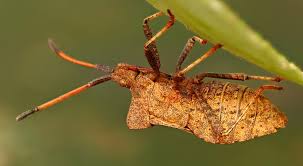 Attēlu rezultāti vaicājumam “Coreus marginatus imago”