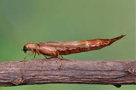 Attēlu rezultāti vaicājumam “Lymexylidae”