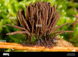 Attēlu rezultāti vaicājumam “Stemonitis fusca”