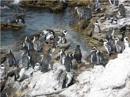 Image result for Spheniscus demersus