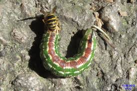 Attēlu rezultāti vaicājumam “Sphinx pinastri larva”