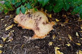 Attēlu rezultāti vaicājumam “Fuligo septica var. rosea young”