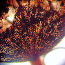 Attēlu rezultāti vaicājumam “Cribraria piriformis macro”