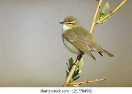 Image result for Phylloscopus borealis