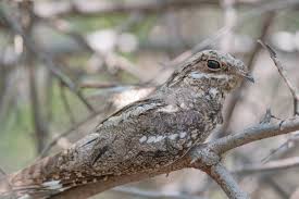 Attēlu rezultāti vaicājumam “Caprimulgus europaeus adult”