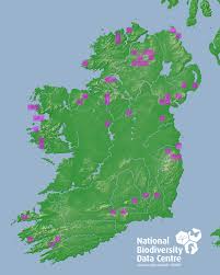 Attēlu rezultāti vaicājumam “Barbilophozia attenuata”