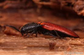 Attēlu rezultāti vaicājumam “Ampedus pomorum”