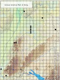 Attēlu rezultāti vaicājumam “Juncus nastanthus”
