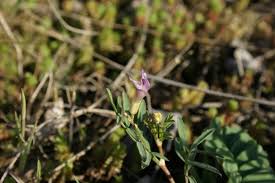 Attēlu rezultāti vaicājumam “Astragalus arenarius”