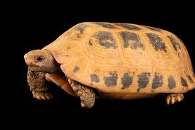 Attēlu rezultāti vaicājumam “Tortula lingulata macro”