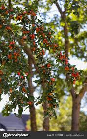 Attēlu rezultāti vaicājumam “Malus prunifolia fruit”