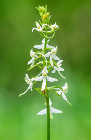 Attēlu rezultāti vaicājumam “Platanthera bifolia flower”