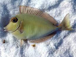 Image result for Naso unicornis