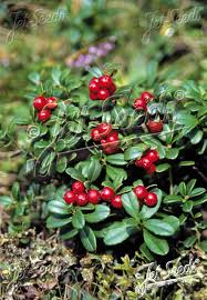 Attēlu rezultāti vaicājumam “Vaccinium vitis-idaea”