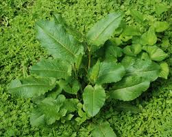 Attēlu rezultāti vaicājumam “Rumex aquaticus leaf”