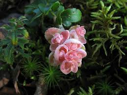 Attēlu rezultāti vaicājumam “Exobasidium splendidum”