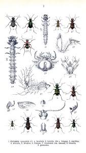 Attēlu rezultāti vaicājumam “Cicindela maritima”