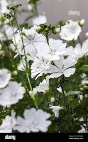 Image result for Malva moschata alba