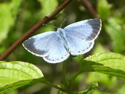 Attēlu rezultāti vaicājumam “Celastrina argiolus male”