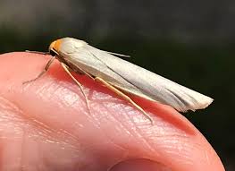 Attēlu rezultāti vaicājumam “Eilema depressa imago”