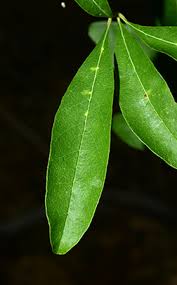 Attēlu rezultāti vaicājumam “Lycogala botrydium”