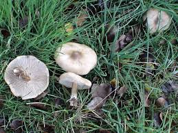 Image result for Melanoleuca rasilis var. pseudoluscina