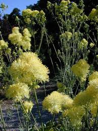 Attēlu rezultāti vaicājumam “Thalictrum flavum bud”