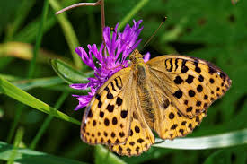 Attēlu rezultāti vaicājumam “Argynnis laodice male”