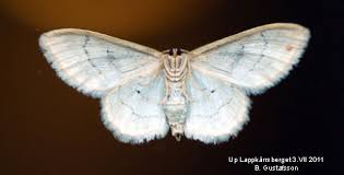 Attēlu rezultāti vaicājumam “Scopula floslactata”