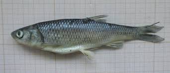 Image result for Squalius vardarensis