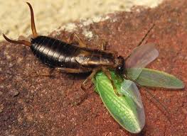 Attēlu rezultāti vaicājumam “Forficula auricularia”