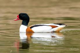 Attēlu rezultāti vaicājumam “Tadorna tadorna male”