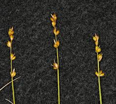 Attēlu rezultāti vaicājumam “Carex disperma”