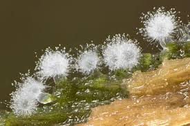 Attēlu rezultāti vaicājumam “Cribraria piriformis macro”