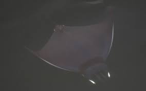 Image result for Mobula hypostoma