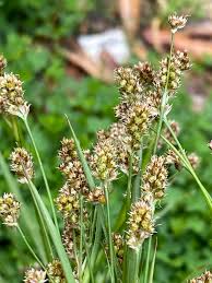 Attēlu rezultāti vaicājumam “Luzula multiflora fruit”