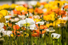 Image result for Papaver nudicaule